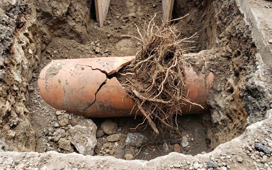 Tree Roots vs. Your Sewer Line: Why Summer is the Danger Zone