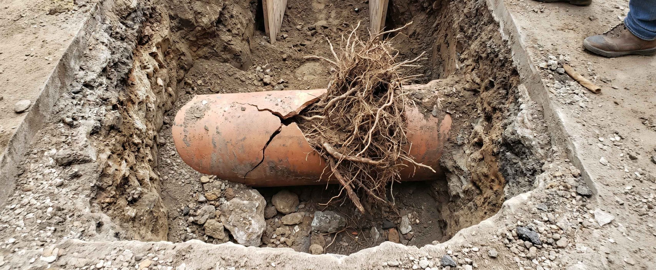 Tree roots sewer line